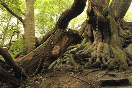 Bí ẩn cây sồi già bị xiềng xích mang lời nguyền chết chóc rùng rợn