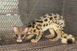 Cầy gấm được giao nộp ở Yên Bái, loài quý như 'báu vật' của Việt Nam