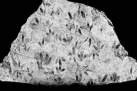 Tảng đá bị bỏ quên chi chít dấu chân khủng long 200 triệu tuổi