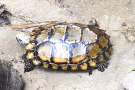 Cận cảnh rùa núi Viền siêu quý hiếm vừa xuất hiện ở Hòn Bà