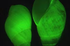 Độc lạ những loài động vật tự phát sáng để tỏ ra nguy hiểm