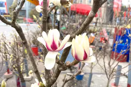 Năm mới trồng hoa mộc lan chiêu tài, hút lộc