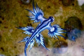 'Rồng xanh' tí hon đẹp hút mắt nhưng là loài cực độc