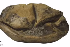 Bí ẩn quả trứng 'khủng' 68 triệu tuổi, chuyên gia bối rối vì...