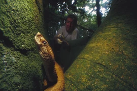 Đảo nguy hiểm nhất thế giới là “nhà” của loài rắn cực độc nào?