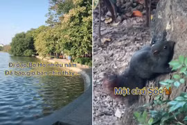 Sóc đuôi đỏ, lông đen bỗng dưng xuất hiện ở Hồ Gươm: Quý hiếm sao? 