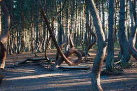 Khó giải 2 khu rừng kỳ quái, cây cối như “nhảy múa“