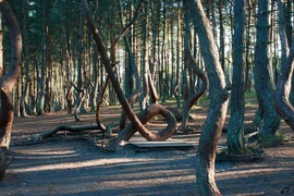 Khó giải 2 khu rừng kỳ quái, cây cối như “nhảy múa“