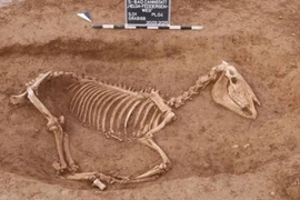 Sốc nặng di vật bên trong mộ chôn ngựa của quân La Mã