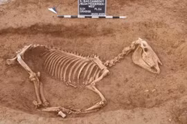 Sốc nặng di vật bên trong mộ chôn ngựa của quân La Mã