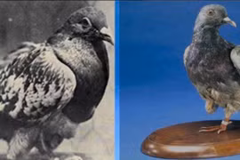 Chim bồ câu Cher Ami trở thành người hùng khi cứu 200 lính Mỹ trong chiến tranh