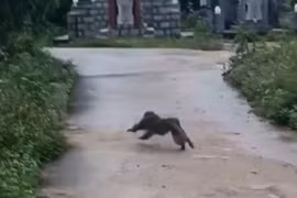 Quảng Nam: Khỉ hung hãn tấn công làm 3 người bị thương