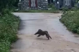 Quảng Nam: Khỉ hung hãn tấn công làm 3 người bị thương