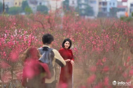 Vườn đào Nhật Tân đỏ rực chuẩn "gọi" mùa xuân mới 