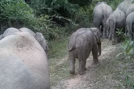 Voi con chết dưới giếng ở Đồng Nai là loài cực nguy cấp 