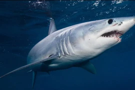 Tiết lộ cực choáng về sát thủ săn mồi "máu mặt" nhất đại dương