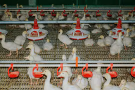 Chăn nuôi độc lạ: Cho vịt nằm điều hòa, lợn nghe nhạc, bò uống bia