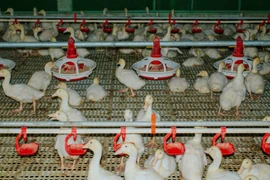 Chăn nuôi độc lạ: Cho vịt nằm điều hòa, lợn nghe nhạc, bò uống bia