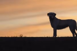 Bất ngờ những nguyên nhân hi hữu khiến các chiến tranh nổ ra 