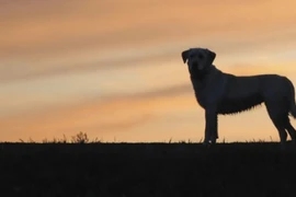 Bất ngờ những nguyên nhân hi hữu khiến các chiến tranh nổ ra 