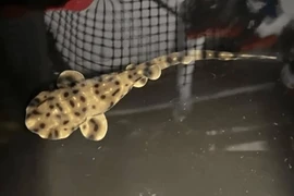 Cá mập con chào đời từ 2 cá thể cái, chuyên gia sửng sốt