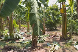 Bản án nào cho kẻ hiếp dâm bé gái 12 tuổi trong vườn chuối ở Hà Nội?