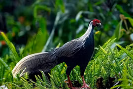 Nhiều loại động vật hiếm liên tục xuất hiện trên núi Bạch Mã