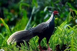 Nhiều loại động vật hiếm liên tục xuất hiện trên núi Bạch Mã