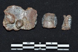 Sốc nặng sự thật về 30 tấm bia khắc lời nguyền ở Hy Lạp