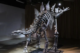 Trưng bày hóa thạch khủng long đắt nhất thế giới từ 8/12
