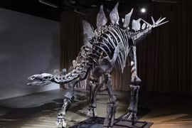 Trưng bày hóa thạch khủng long đắt nhất thế giới từ 8/12