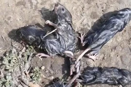 Ra ruộng dưa, phát hiện 5 con chuột vặn vẹo trong tư thế kỳ quái