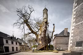 Nhà nguyện trong cây sồi 1.000 tuổi, có "một không hai" trên TG