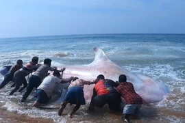 Cá mập voi lọt lưới ngư dân Ấn Độ là loài trong Sách Đỏ