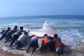 Cá mập voi lọt lưới ngư dân Ấn Độ là loài trong Sách Đỏ