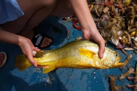 9 loài cá đắt đỏ nhất thế giới, giá từ vài trăm triệu cho tới hàng chục tỷ