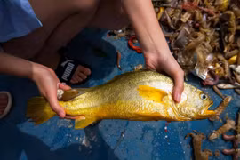 9 loài cá đắt đỏ nhất thế giới, giá từ vài trăm triệu cho tới hàng chục tỷ