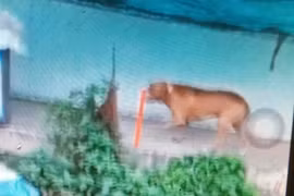 Bộ Nông nghiệp chỉ đạo gấp sau vụ chó Pitbull cắn chết người