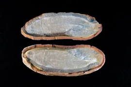 Quái vật cổ đại có mắt nhô ra khỏi cơ thể