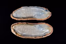 Quái vật cổ đại có mắt nhô ra khỏi cơ thể