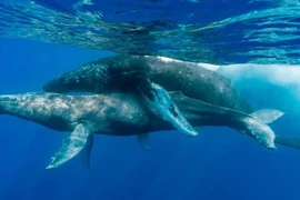 Nuốt người, “ân ái” trên mặt biển... sự thật sốc về cá voi lưng gù 