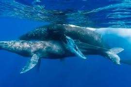 Nuốt người, “ân ái” trên mặt biển... sự thật sốc về cá voi lưng gù 