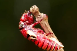 Sắc đỏ kỳ lạ của loài ve sầu xuất hiện ở Việt Nam