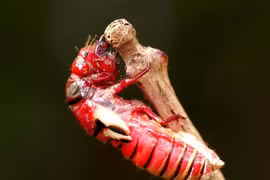 Sắc đỏ kỳ lạ của loài ve sầu xuất hiện ở Việt Nam