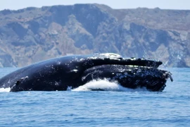 Chuyên gia giải mã cá voi lưng gù nuốt, nhả người chèo thuyền