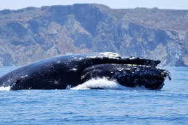 Chuyên gia giải mã cá voi lưng gù nuốt, nhả người chèo thuyền