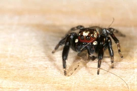 Tiết lộ bất ngờ về loài nhện khát máu như 'ma cà rồng'