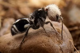 Loài ong giống kiến và sở hữu vòi đốt dài bằng 1/2 cơ thể.