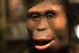 Thấy hoá thạch chân gấu 3,7 triệu tuổi, chuyên gia phán: "Là con người!" 