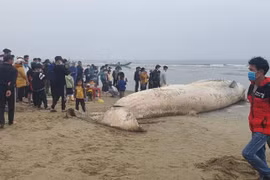Cá voi 10 tấn dạt vào bờ biển Thanh Hóa: Điềm báo bội thu? 